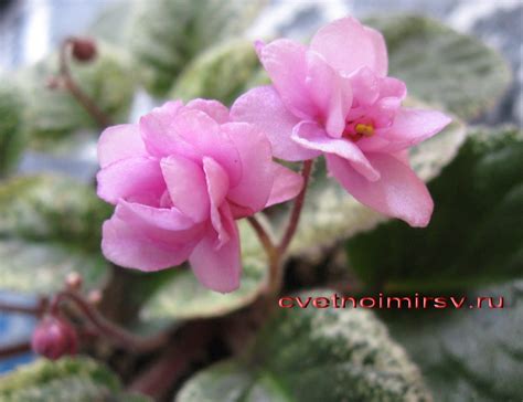 Узамбарская фиалка. Виды фиалок. | Этот цветной мир сегодня Ваш