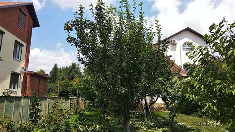 Груша пальметта до обрезки - YouTube