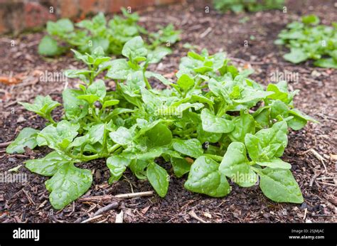 zealand spinach plant tetragonia tetragonioides growing