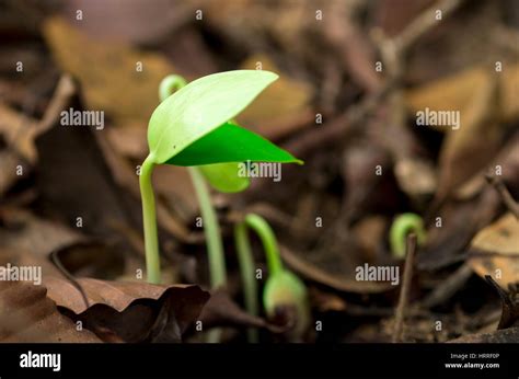 small plant  forest stock photo alamy
