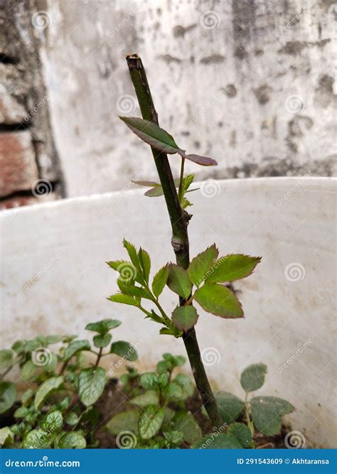 New Leaves of Grafted Rose Plants in Flower Bed Soil Close Up Macro