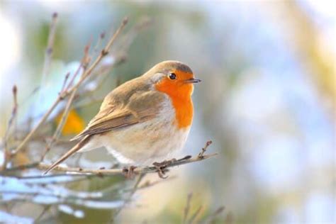 Do Robins Migrate? (Robin Migration Explained)