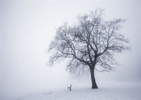 Rbol Del Invierno En Niebla Imagen De Archivo Imagen De Gris