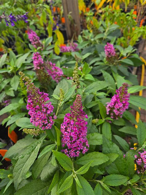 Buddleja davidii --Dwarf Pink Butterfly Bush-- - Austin Nursery – Lone