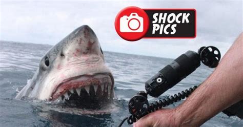 Great white shark ATTACKS photographer in terrifying pictures: ‘Holy s