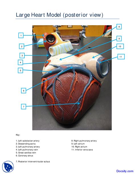 Heart Model Labeled Posterior