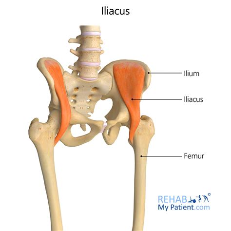 Medical Mnemonics For All Left Iliac Fossa Causes Of - vrogue.co