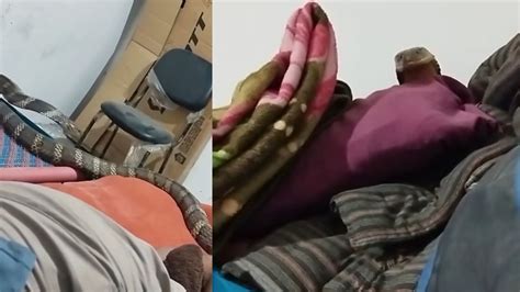 Viral Video: Man And King Cobra In Bed — A Chilling Twist You Didn’t ...