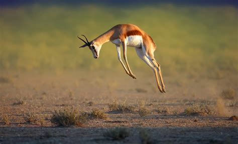 springbok animal facts antidorcas marsupialis   animals