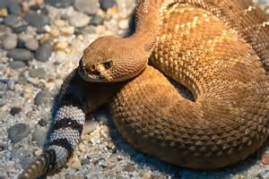 Rattlesnake Alchetron The Free Social Encyclopedia