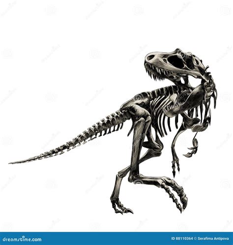 T Rex Skeleton Drawing