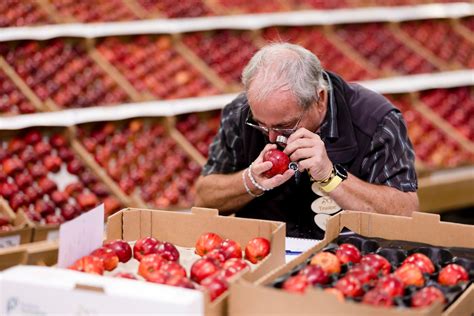 NATIONAL FRUIT SHOW JUDGING TAKES PLACE – National Fruit Show