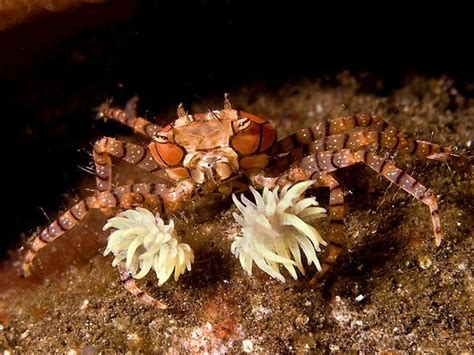 The boxing crab wears teeny anemones on its hands for defense. : r ...