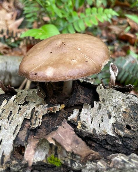 Pluteus Cervinus Deer Mushrooms Eat The Planet