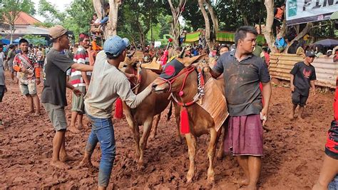 Inilah Yang Masuk Final Kerapan Sapi HUT Griduh Ongghu Di Lapangan