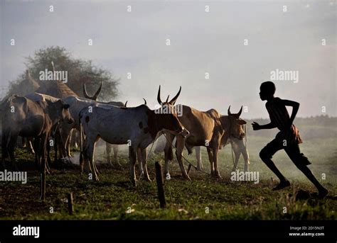 Nuer Tribe Cattle Hi Res Stock Photography And Images Alamy