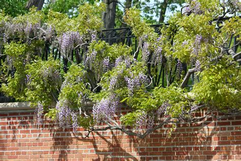 66 Square Feet Plus Wisteria Beans Are Not Edible