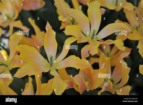 Orange Lily Flowered Tulips Tulipa Marianne Bloom In A Garden In