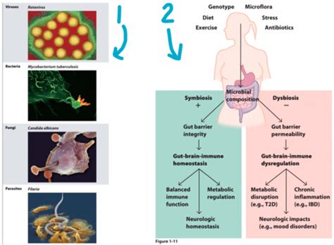 Immunology Midterm Flashcards Quizlet