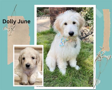 red goldendoodle puppies - Mi-De Doodles