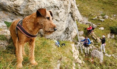 Eine Bergtour mit dem Hund Tackenberg Magazin für Hunde Katzen