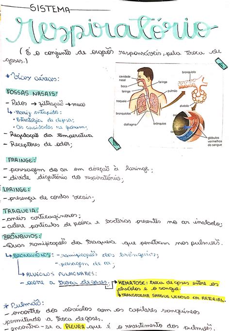 Fisiologia Google Drive Sistema Respiratorio Resumo Resumos Enem Images