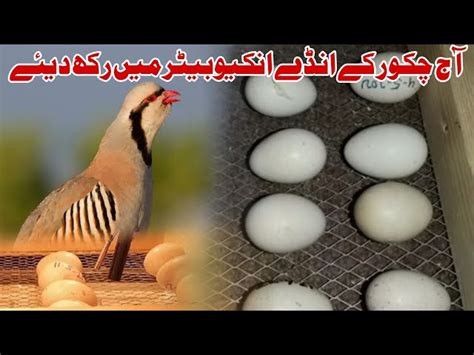 Chukar Eggs