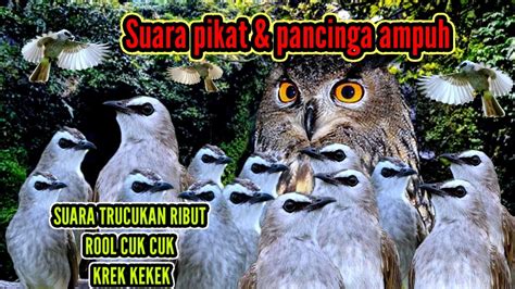 Suara Pikat Burung Trucukan Suara Trucukan Ribut Jogjog Ribut Youtube