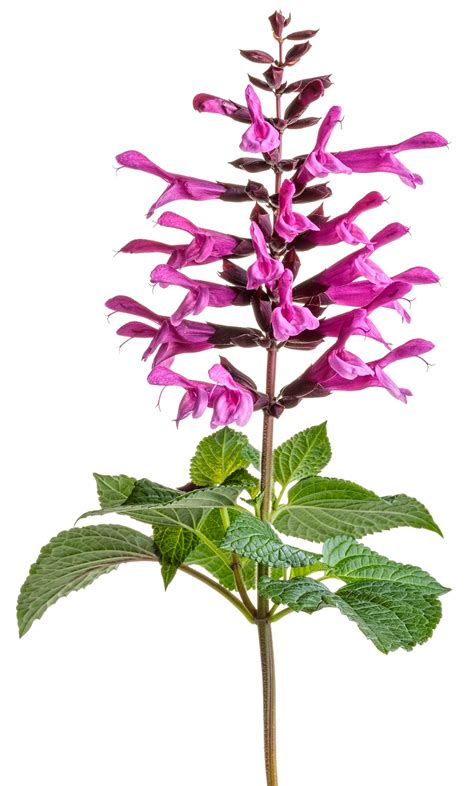 Unplugged® Pink Salvia | PlantAddicts.com
