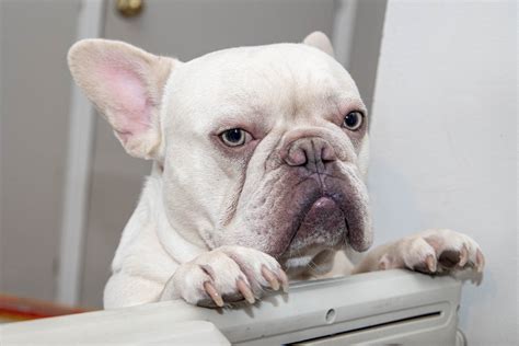 A Comprehensive Guide to Exercising Your French Bulldog - BluFrenchibles