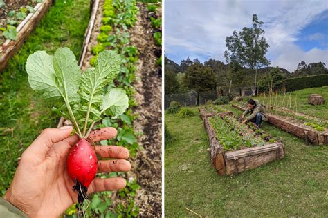 Cultivar Pensar Una Huerta Durante La Cuarentena CARTEL URBANO