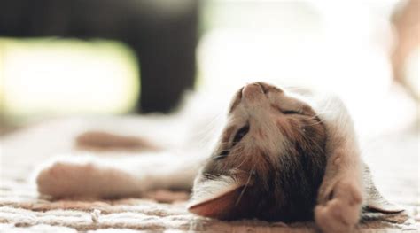 Коя е най-добрата храна за моята котка? - Градски дами