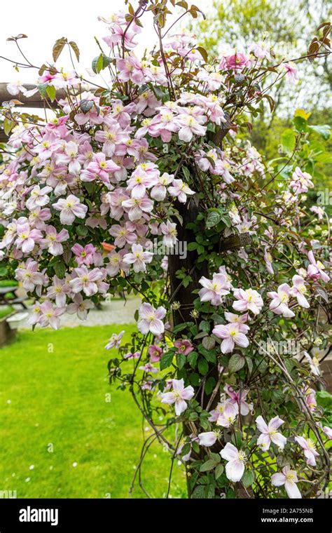anemone clematis clematis montana blooming   arbor   spring