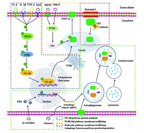 A Schematic Representation Of The Underlying Molecular Mechanisms