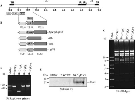 Generation Of Bohv 1 Gk Mutant Viruses Schematic Showing The Steps In