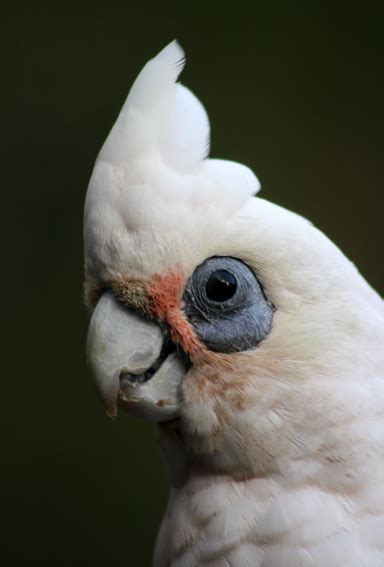 Corella « Soulsong Art - Lynette Weir's Studio Diary