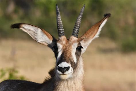 Roan Antelope Fun Facts: Africa’s Fearless Savanna Survivor