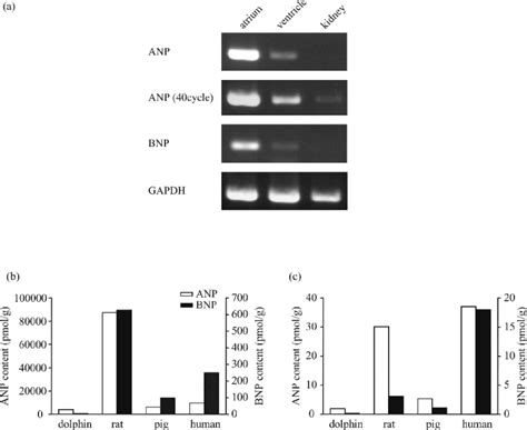 A Tissue Expression Of Anp And Bnp Genes In The Cardiac Atrium