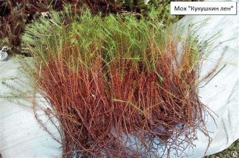 Мох строительный Межвенцовый утеплитель кукушкин лен красный - 25л ...