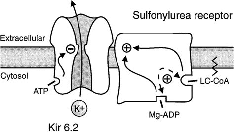 Schematic Model Of The Pancreatic Beta Cell K Atp Channel Kir And