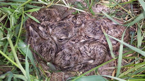 Wildtiere im Frühjahr Südtiroler Jagdportal