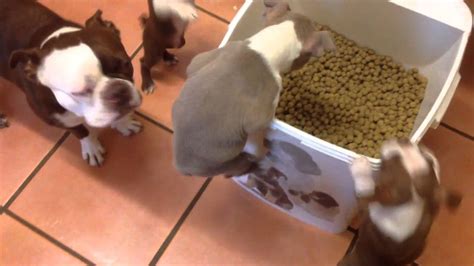 Hungry Puppy Youtube