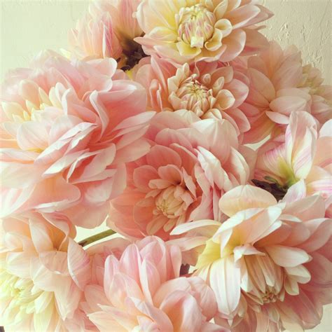 Pretty Pink Dahlias At Botany Floral Studio Floral Studio Flowers