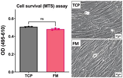 Results of MTS assay for assessment of cell mitochondrial activity. The ...