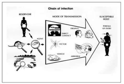 20. Pathogenesis Flashcards | Quizlet