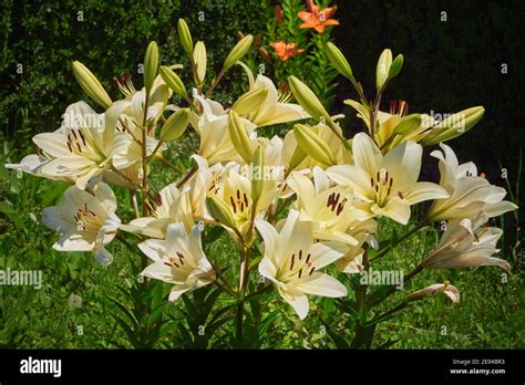 Royal Lily Flower Lilium Regale Stock Photo Alamy