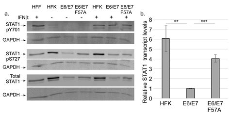 Suppression Of A Subset Of Interferon Induced Genes By Human