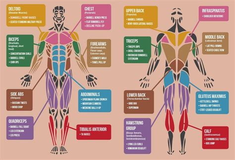 Best Exercises Targeting Each Muscle Group Exercise Muscle Building