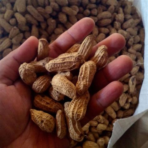Jenis Kacang Tanah Hibrida Dorothy Buckland