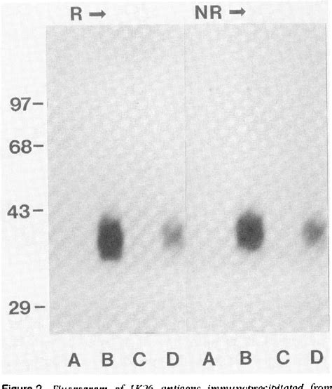 LK26 antigen | Semantic Scholar